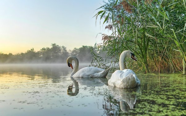 озеро лебедь