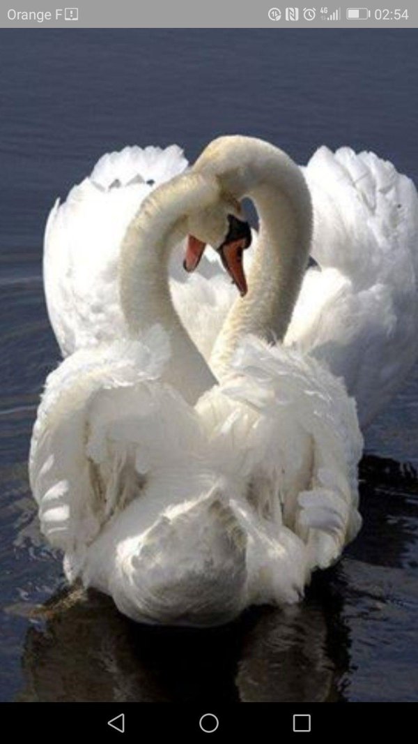 птица лебедь