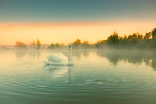 озеро лебедь