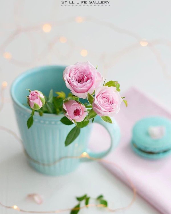розы в чашке