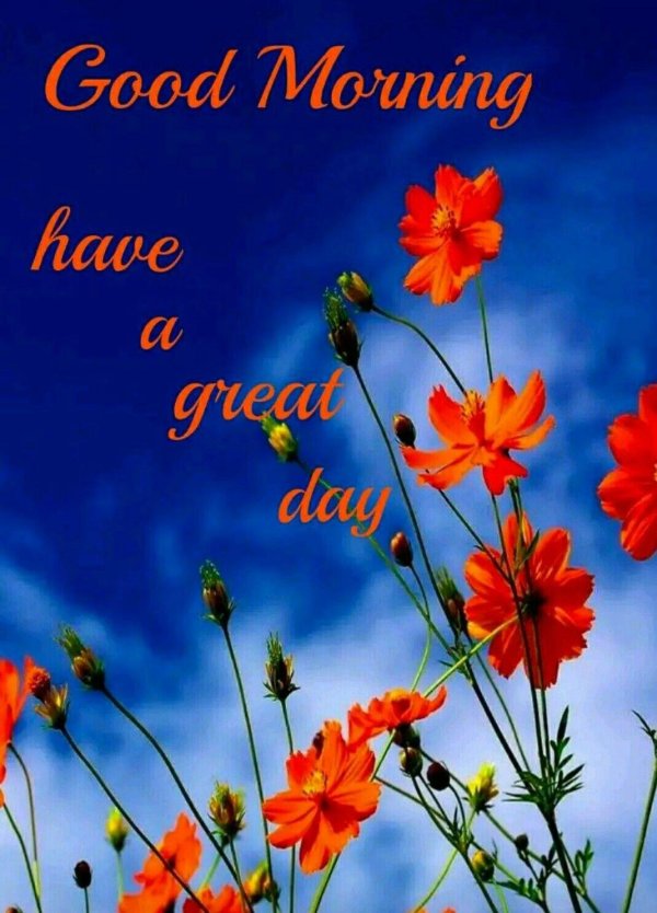 космея оранж