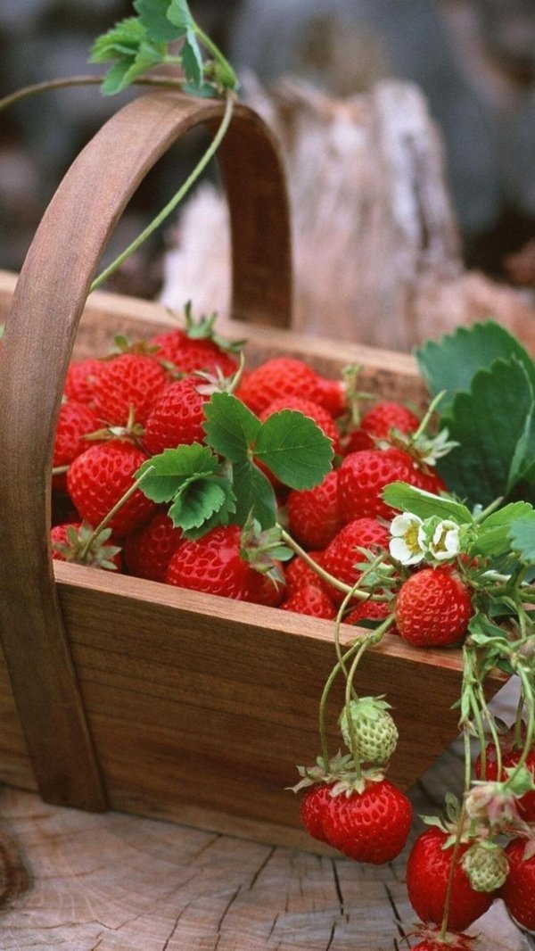 семена клубники чудо ягодница