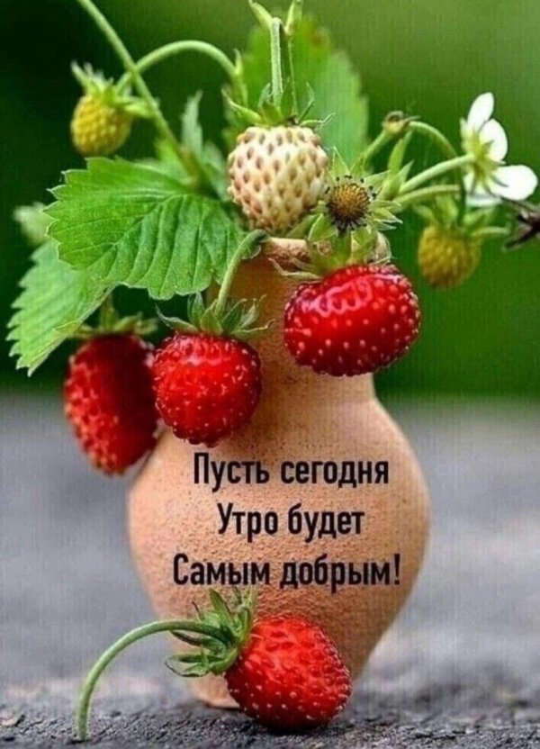 с утром добрым