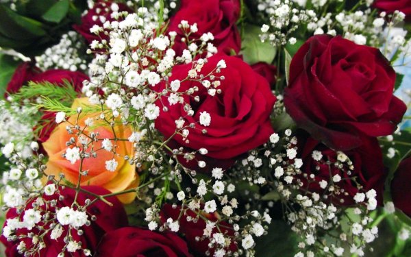 гипсофилы розы