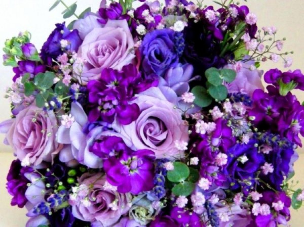 берцелия сиреневая