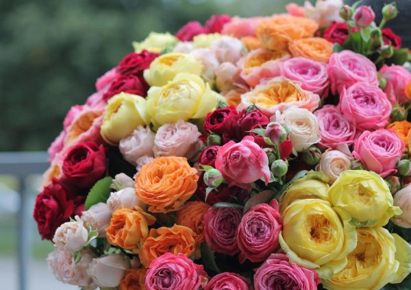 роза пионовидная микс