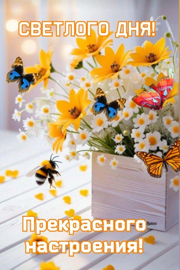 летнего утра