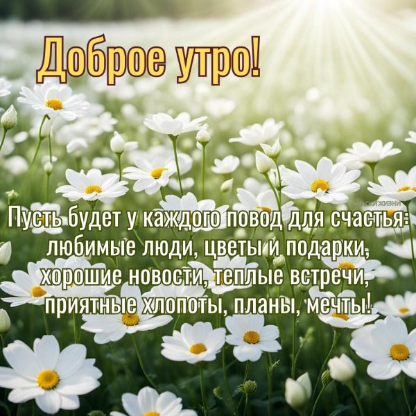 ромашки доброе утро