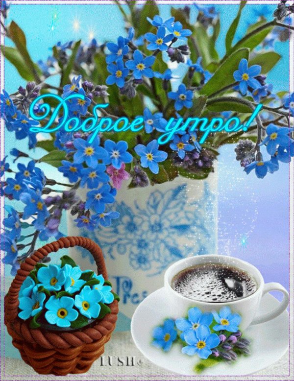 незабудка myosotis myomark