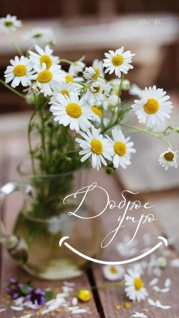 ромашки вдохновение