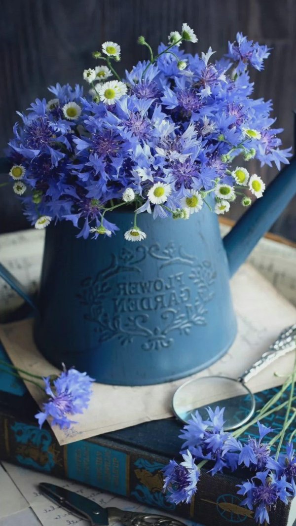 синие васильки