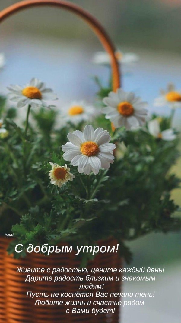 доброе утро ромашка