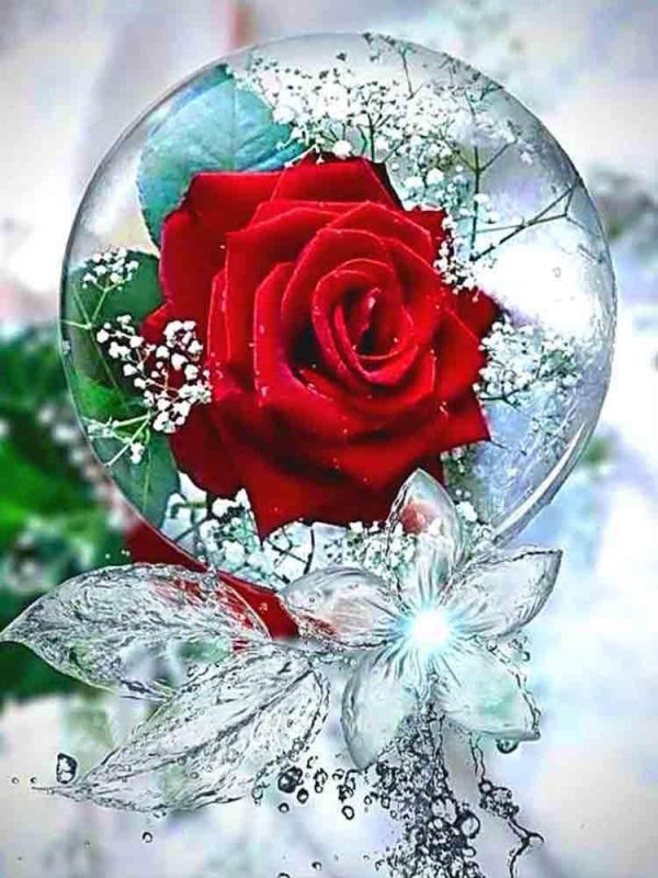 роза пикмикс