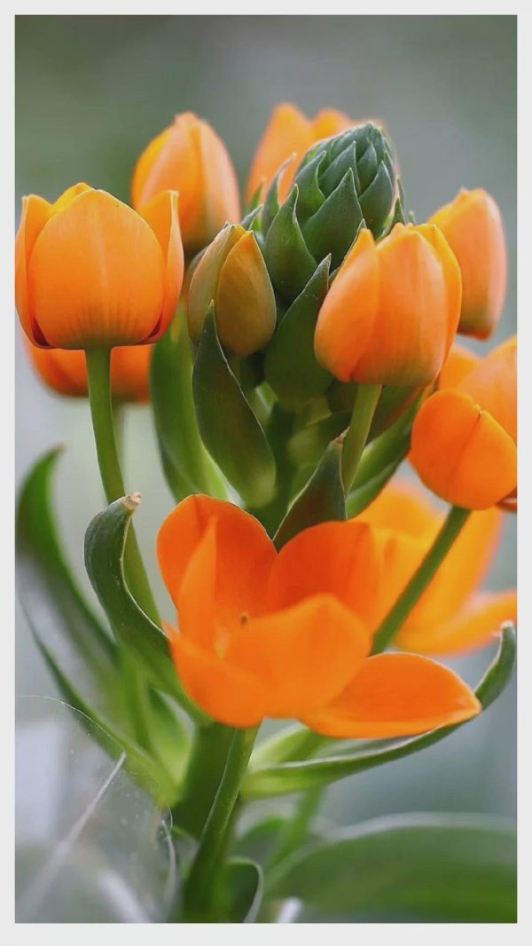 орнитогалум оранж