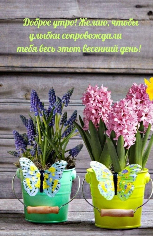 доброе утро гиацинты