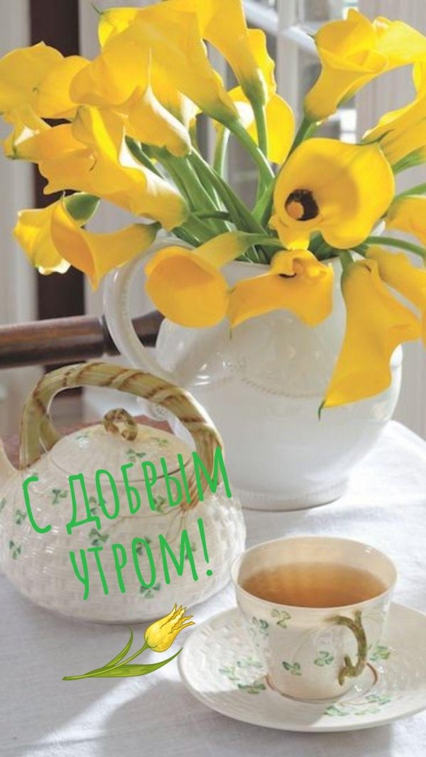 калла цветок