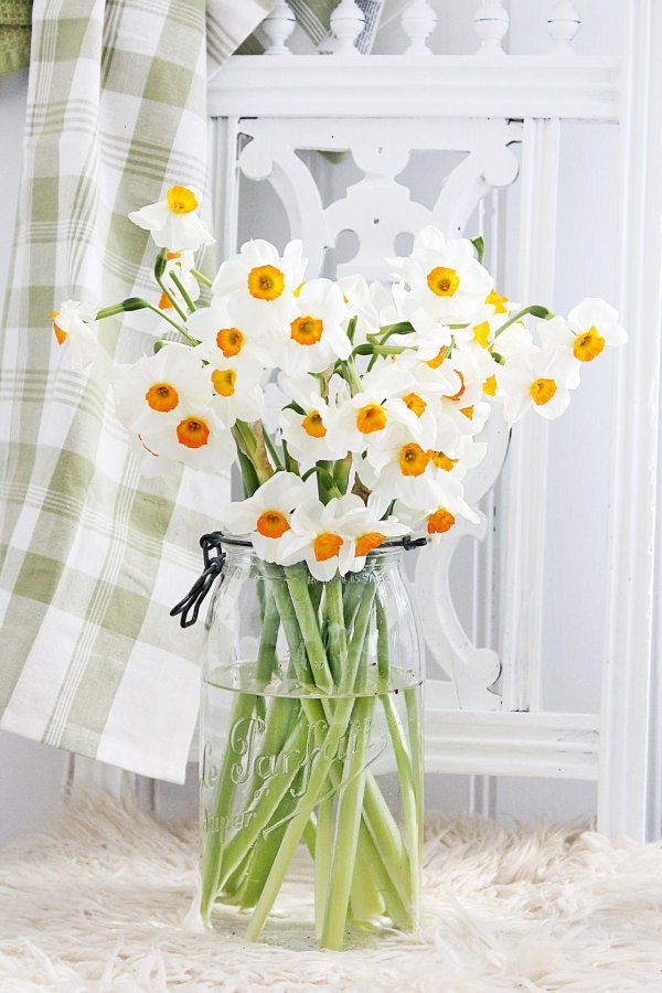 белые нарциссы