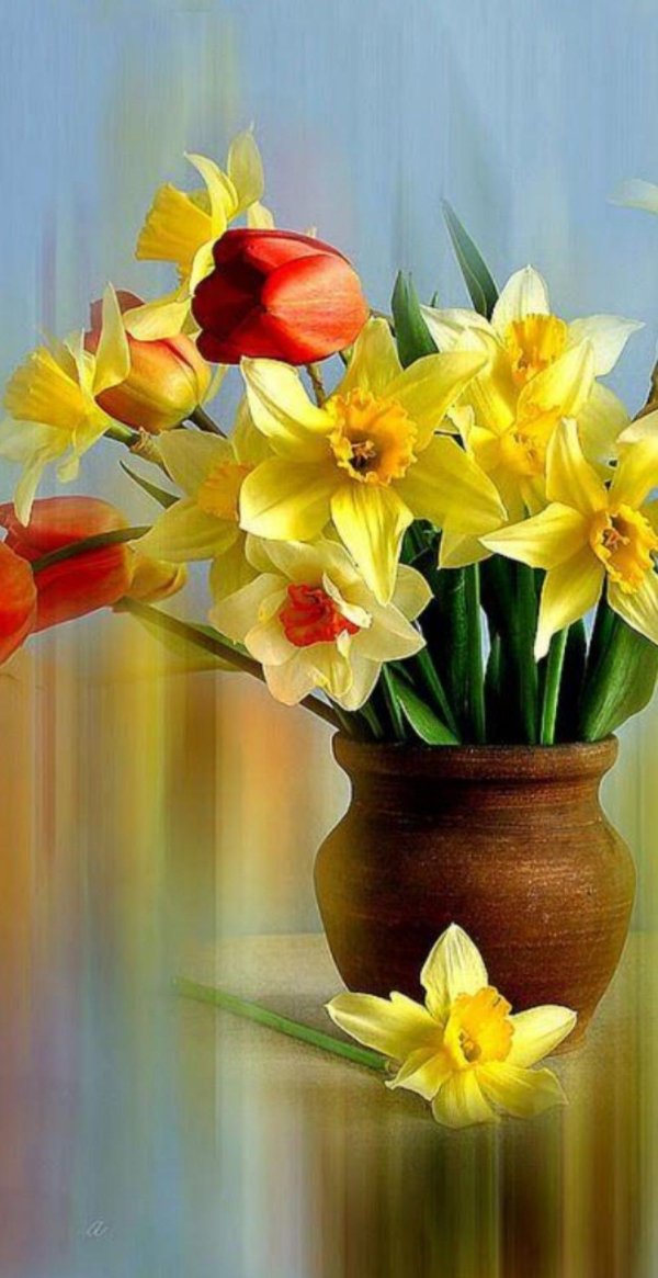 фрезия нарциссы