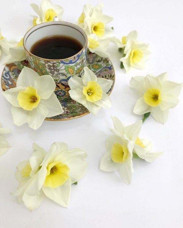 нарцисс цветок