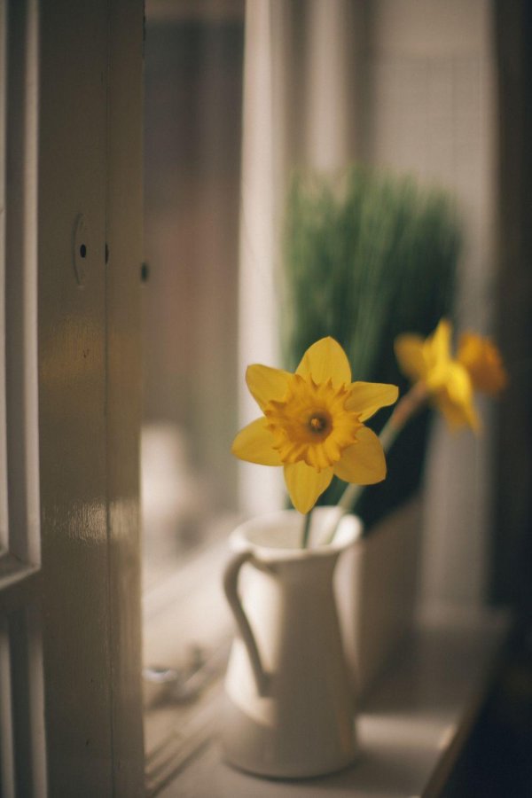 нарцисс комнатный