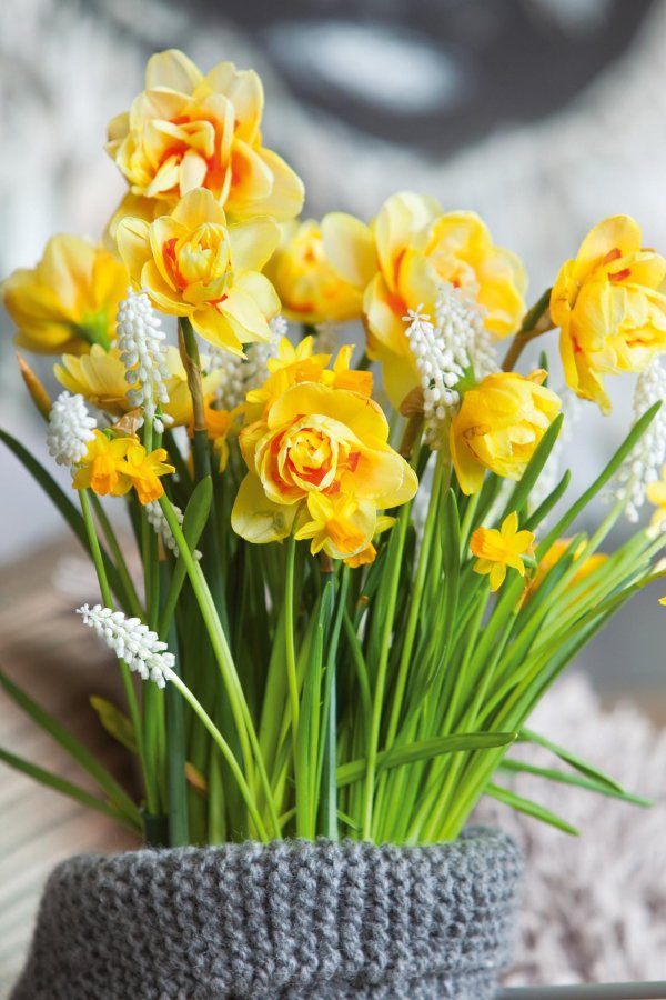 нарцисс техас