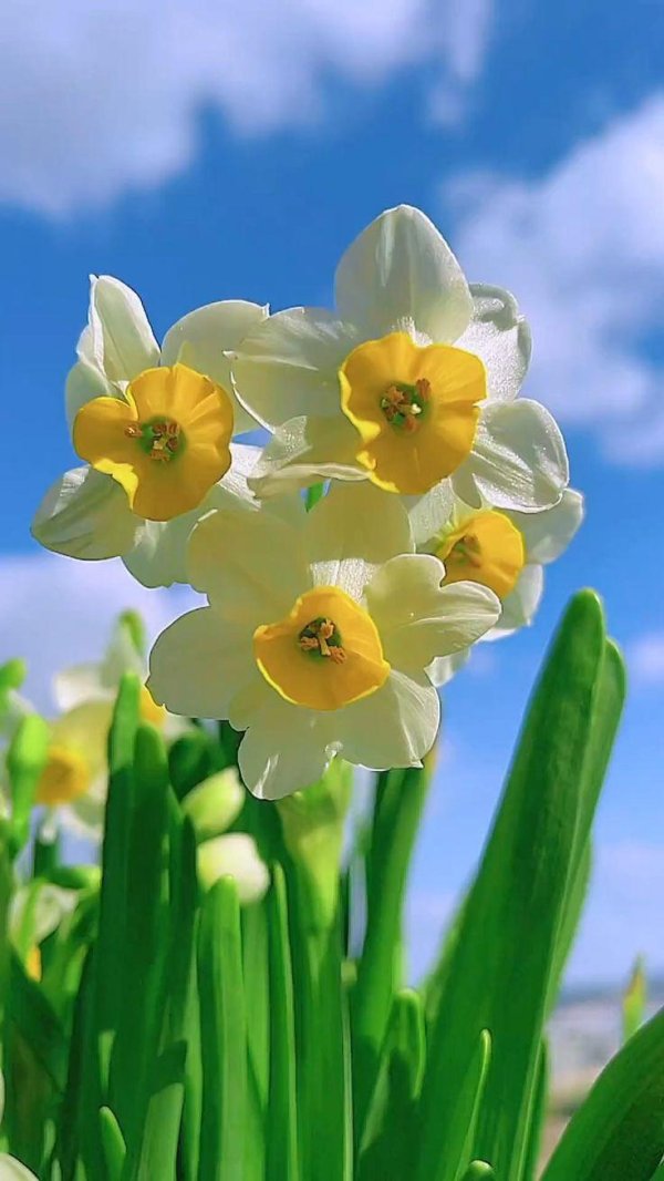 нарцисс белый