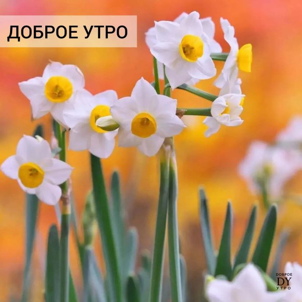 добрейшего весеннего утра