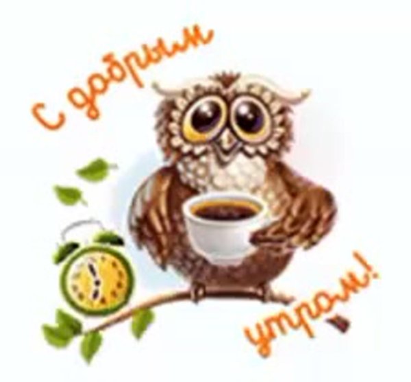 сова с утра