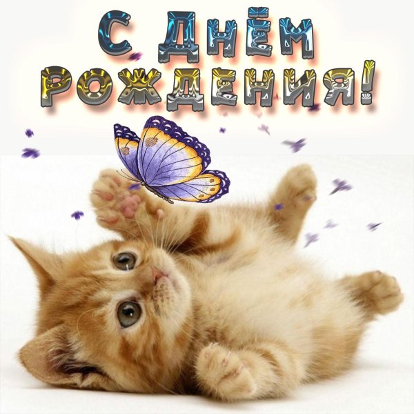 милые котенок