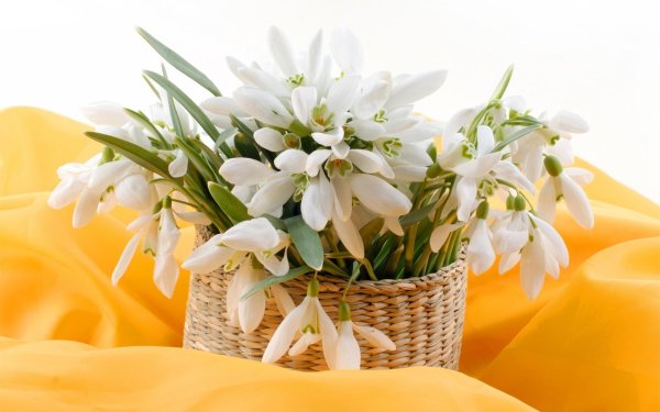 подснежник букет