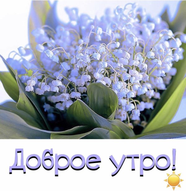 голубые ландыши