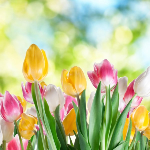 весна тюльпаны