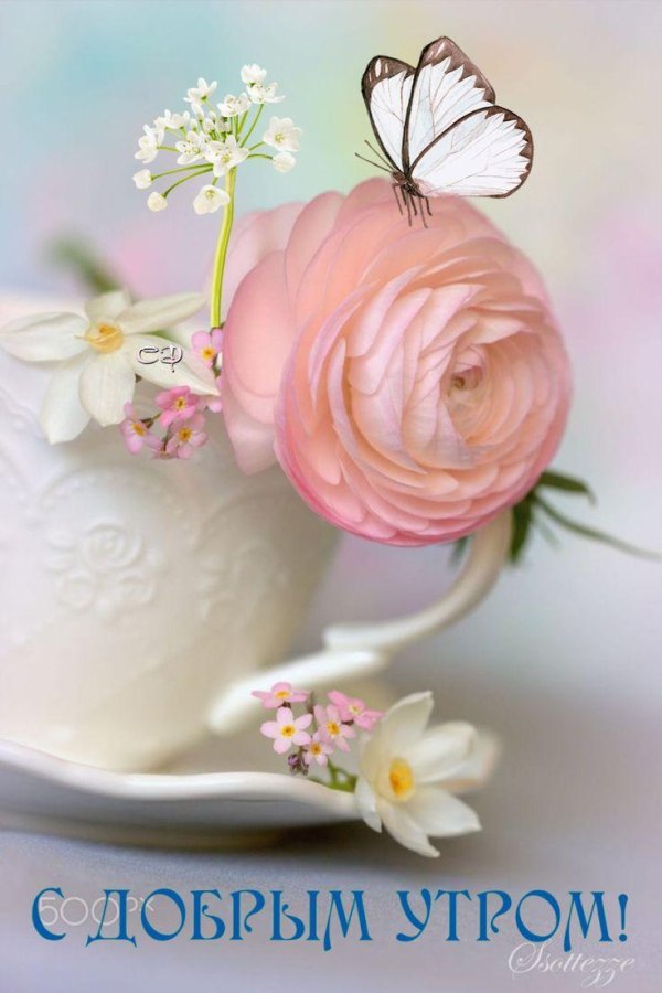 ранункулюс розовый