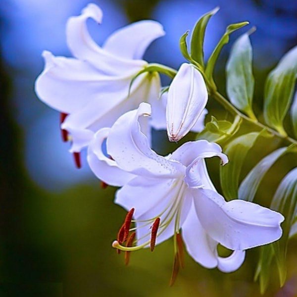 лилия вайт планет