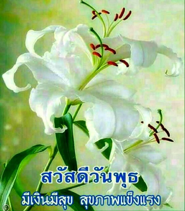 лилия белоснежнаяlilium