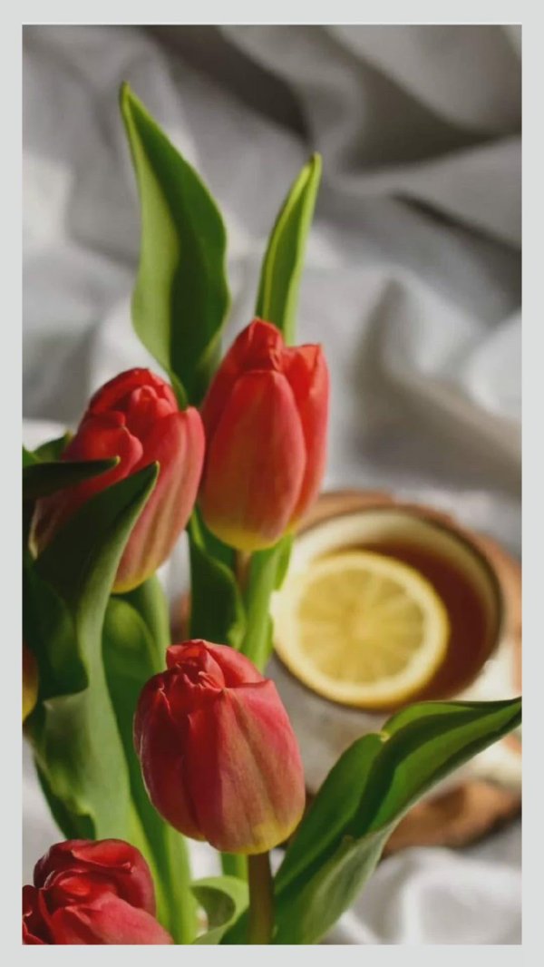 чайные тюльпаны