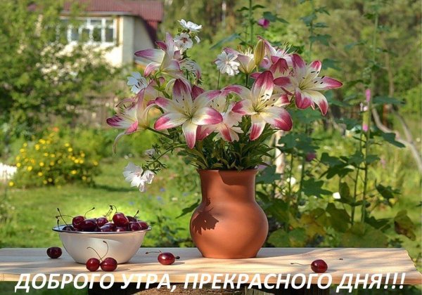 дачные цветы