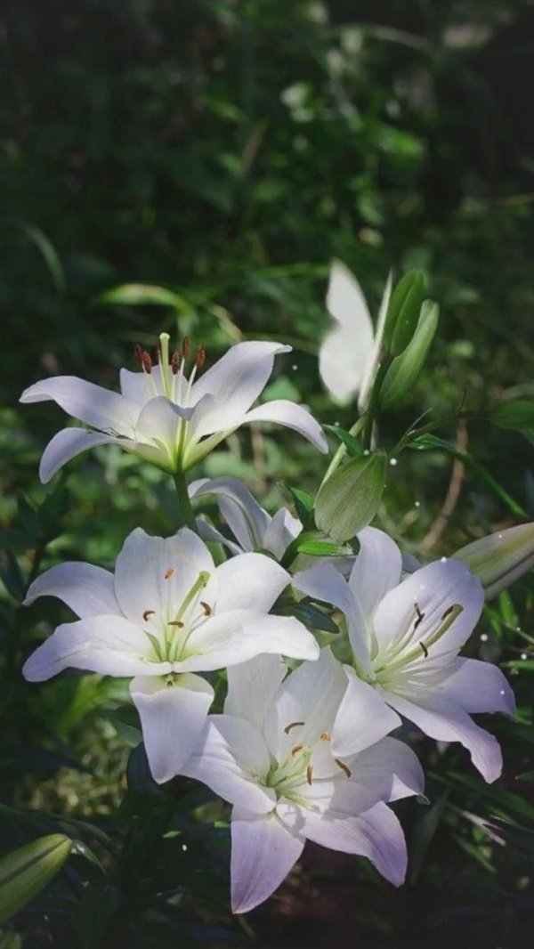 лилия азиатская навона