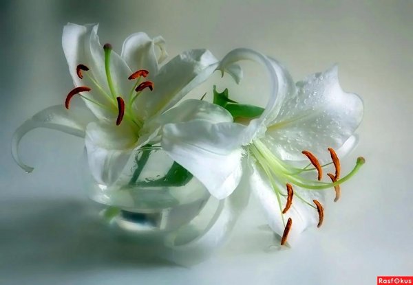 белая лилия