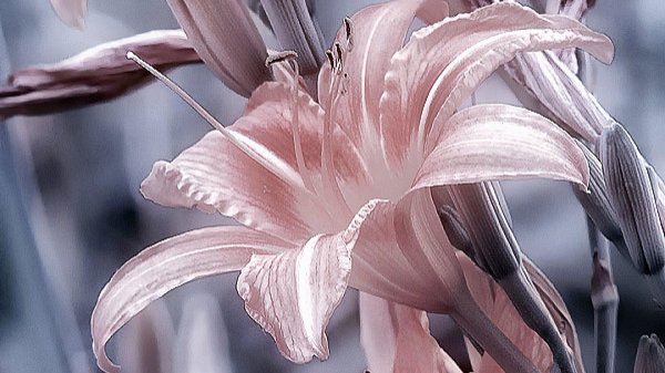 лилии красивые