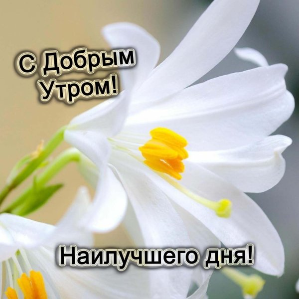 пожелание с добрым весенним утром