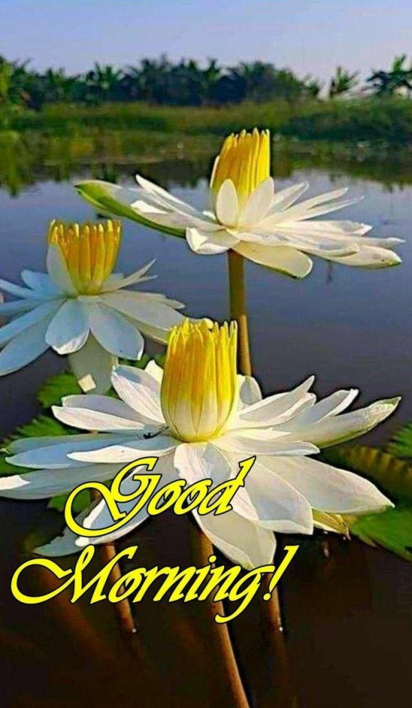 цветки лотоса