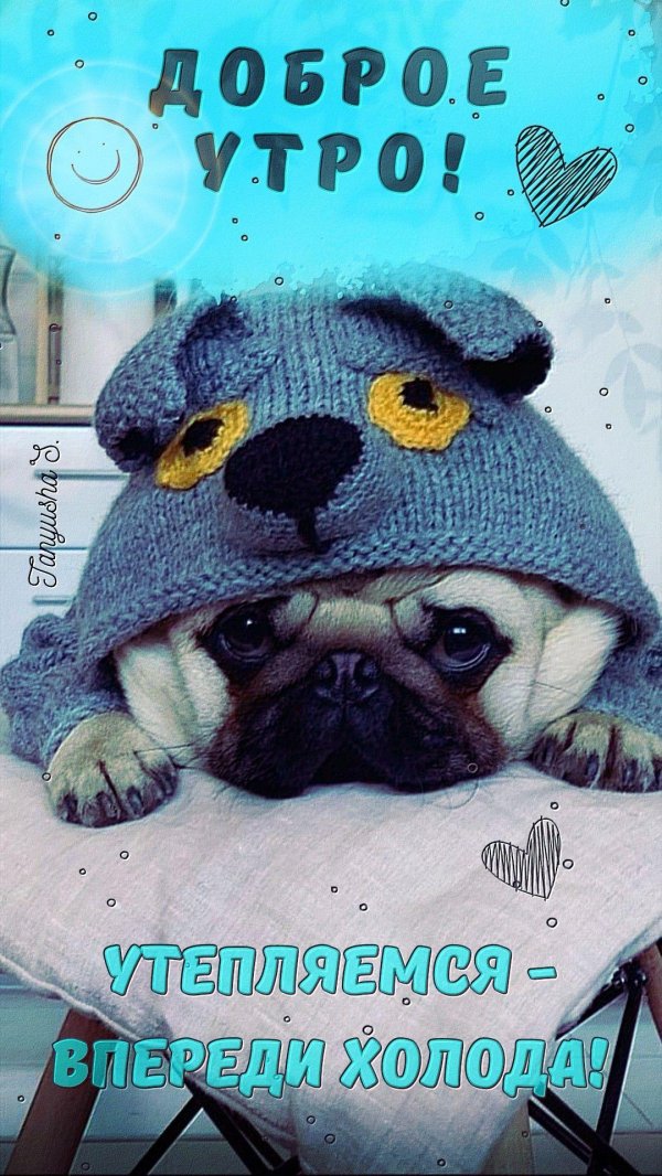 мопс леонид