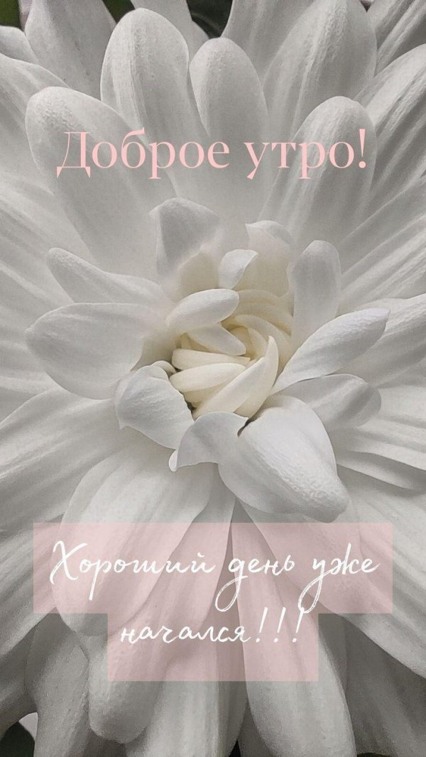 доброго утра цветы