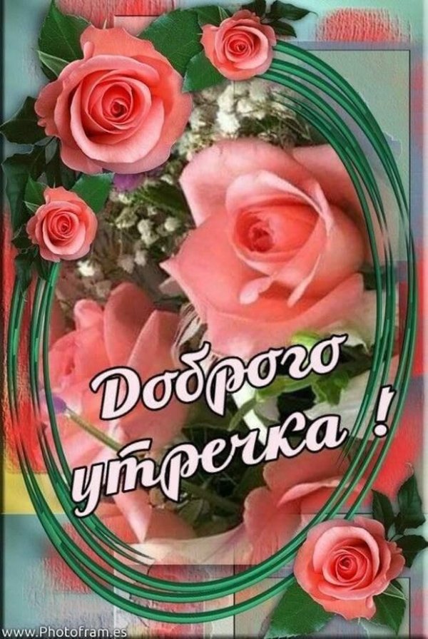 красивые утренние розы