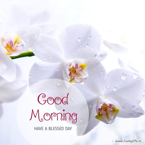 орхидея картина