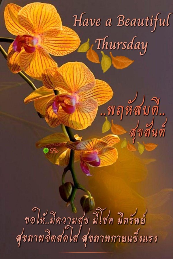 фаленопсис tropic picotee