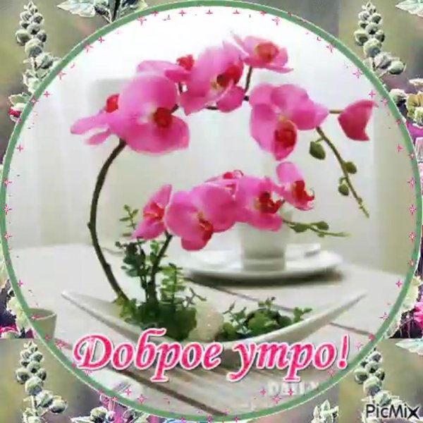 цветок фаленопсис