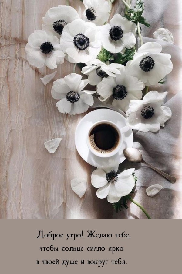 белая анемона