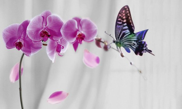 поздравляю орхидеи